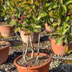 Červienka Fraserova (Photinia × fraseri) ´RED ROBIN´ - výška 110-120 cm, kont. C40L VIACKMENNÝ BONSAJ